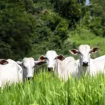 Alimentação de bovinos: Conheça as boas práticas