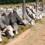 Confira As Dicas De Nutrição Para Um Melhor Desempenho