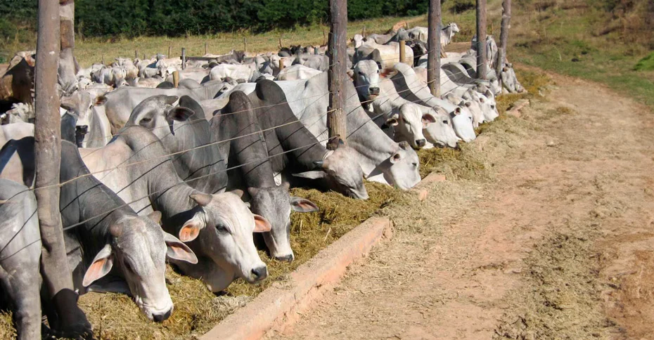 foto de bovinos no confinamento